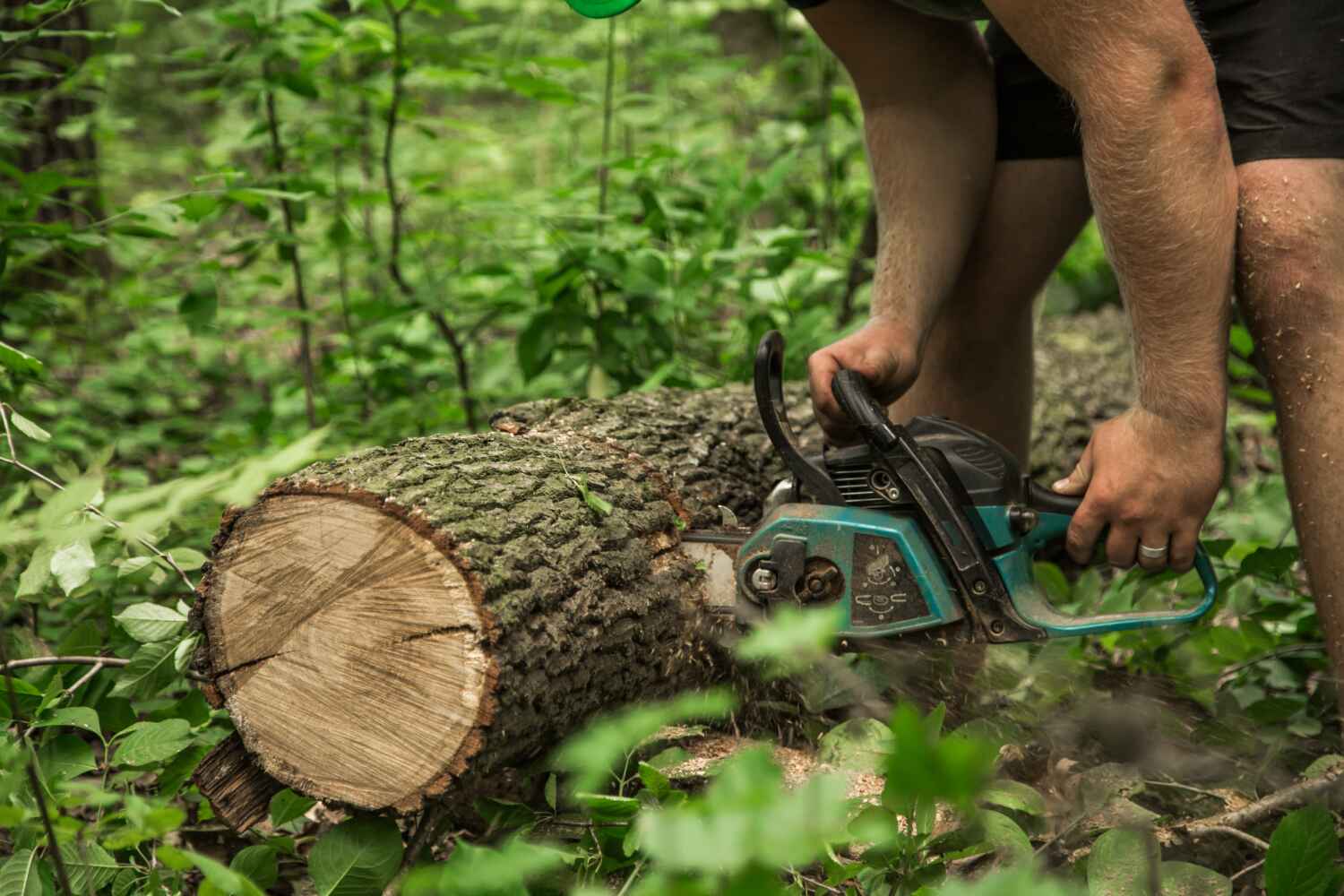 Best Professional Tree Care  in Manchester, MI